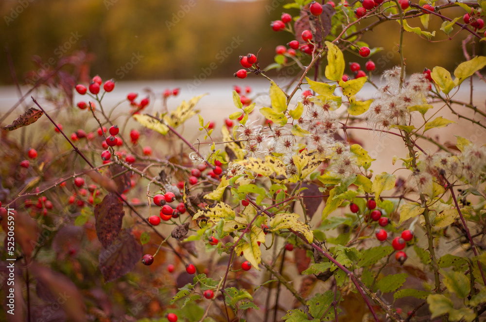 Rose hip berries branches close up. Bright autumn backgrounds. Nature photo. Rose hip berries branches close up. Bright autumn backgrounds. Nature photo.