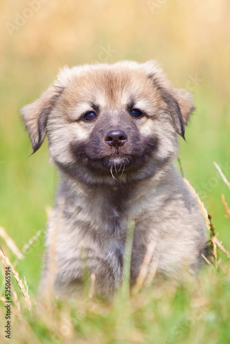 icelandic sheepdog puppy sitting in grass looking at you