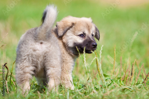 icelandic sheepdog puppy showing its backside while looking over shoulder