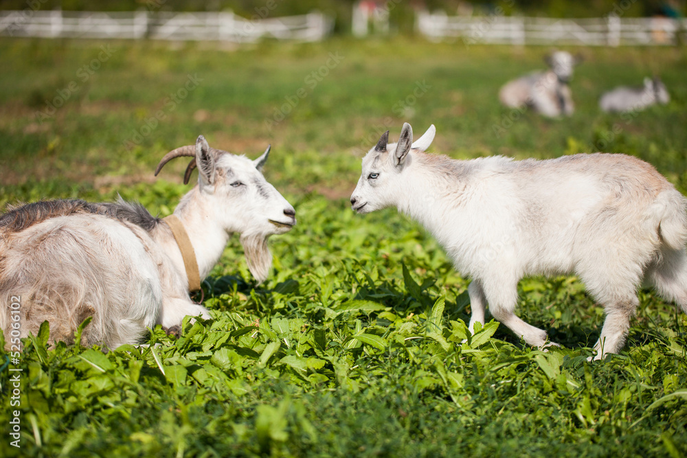 Obraz premium Goat on a farm grazing in a meadow. Village landscape.