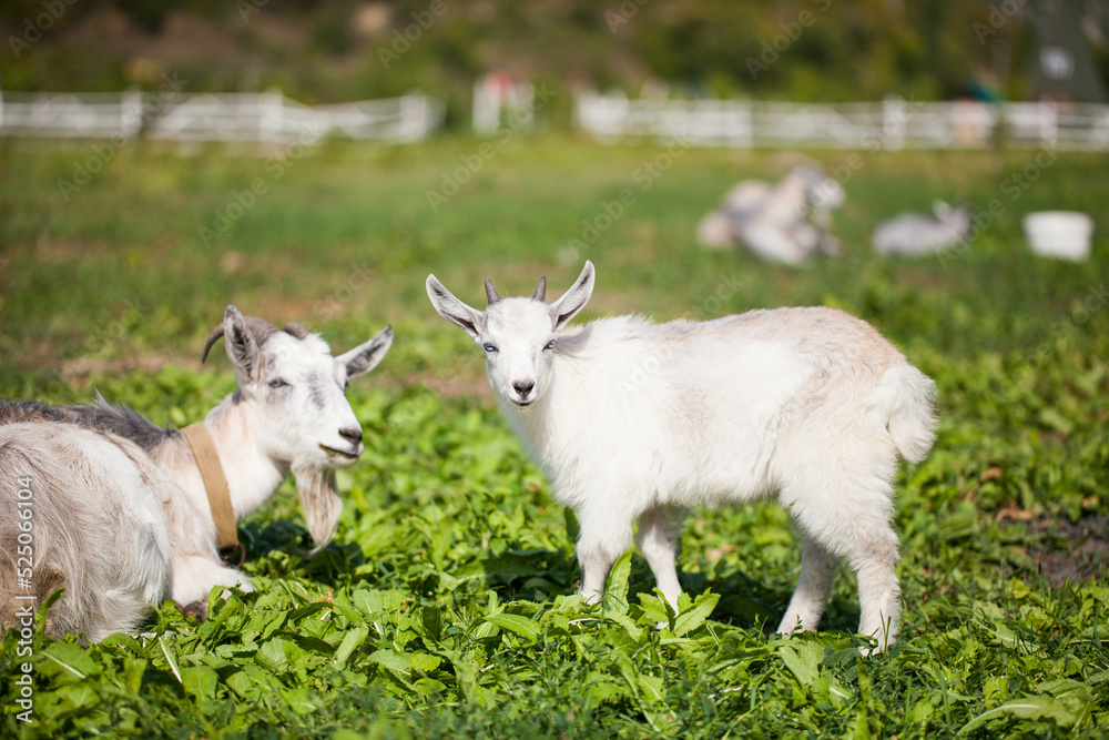 Goat on a farm grazing in a meadow. Village landscape. Goat on a farm grazing in a meadow. Village landscape.