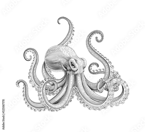 Octopus hand drawn. Vintage engraving ink style Octopoda illustration on white backgroud
