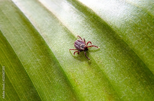 forest encephalitic mite on a green leaf close-up photo