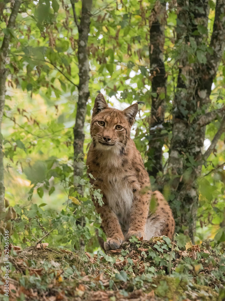 Fototapeta premium Lynx boréal dans un paysage forestier