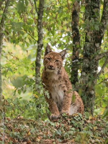 Lynx boréal dans un paysage forestier © Wildpix imagery