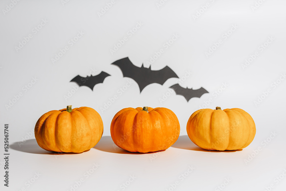Fresh ripe orange pumpkin on white background. Space with bats Halloween concept