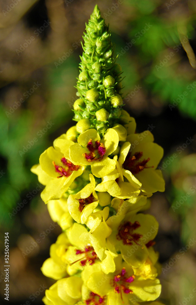 Black Mullein (Verbascum Nigrum), Dark Mullein plant close up growing in the wild
Black Mullein (Verbascum Nigrum), Dark Mullein plant close up growing in the wild