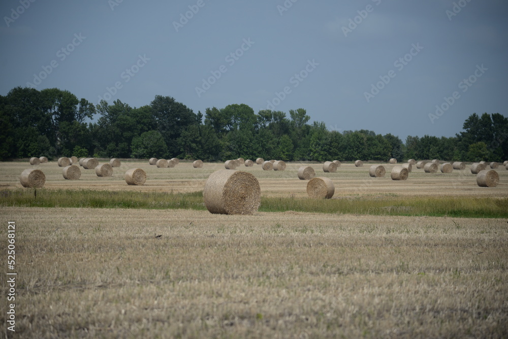 round haystack, mowed wheat straw field, haystacks on the field, stubble