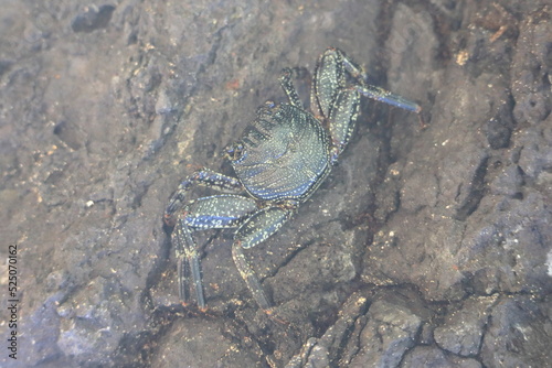 Crab on stone at Sancho beach  Fernando de Noronha  Pernambuco  Brazil