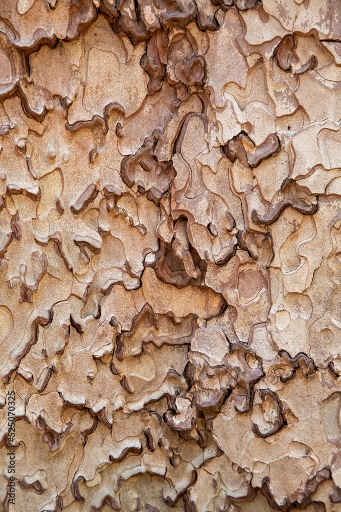 The intricate pattern of ponderosa pine bark, Yosemite National Park, california, USA The intricate pattern of ponderosa pine bark, Yosemite National Park, california, USA