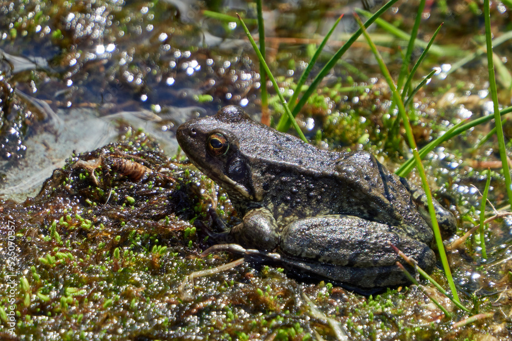 frog in the grass