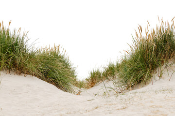 Keuken achterwand Duingras Strandgras op witte achtergrond  © Olga