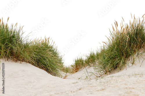 grass on the beach isolated on white background 
