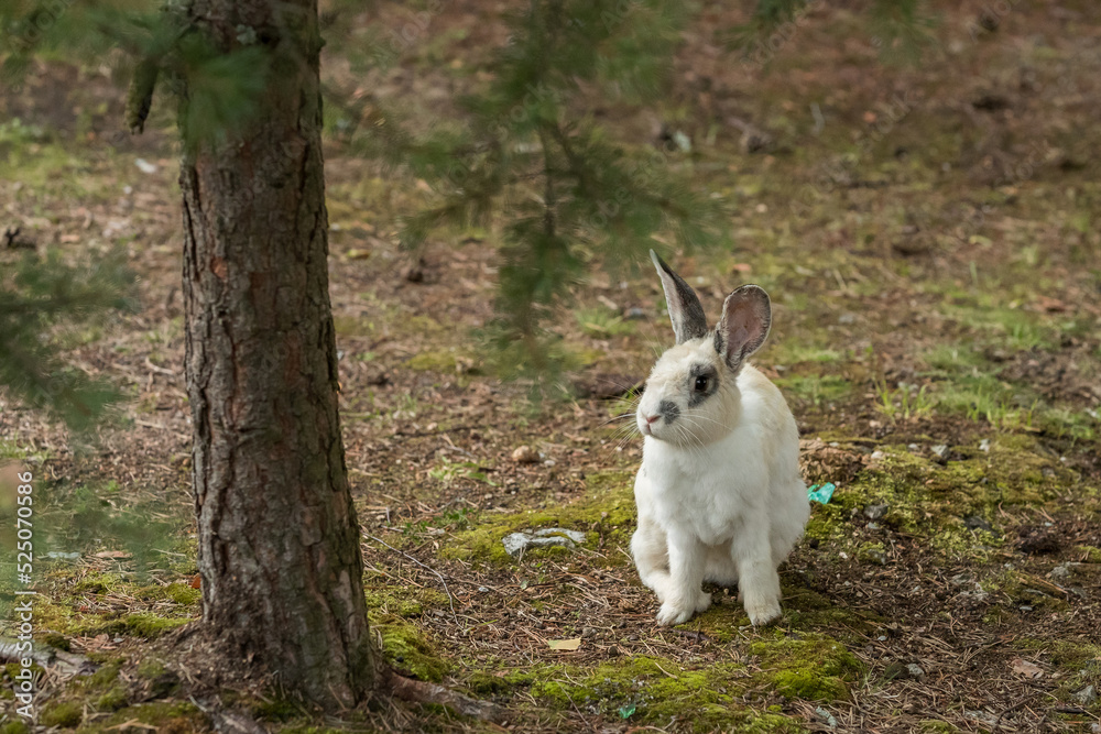 Fluffy rabbit (hare) in its habitat Fluffy rabbit (hare) in its habitat