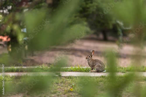 Fototapeta Naklejka Na Ścianę i Meble -  Fluffy rabbit (hare) in its habitat