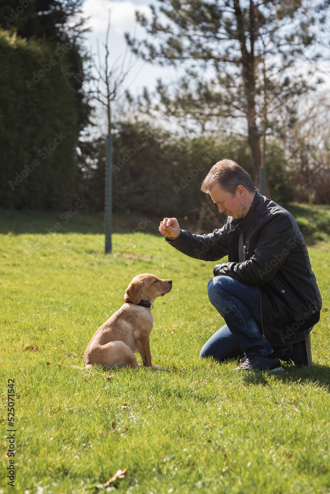 A young man trains a labrador retriever puppy at home. Animal friendship and care A young man trains a labrador retriever puppy at home. Animal friendship and care