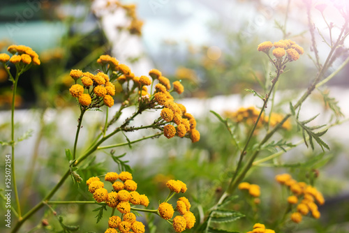 Branch of yellow mimosa on background of greenery