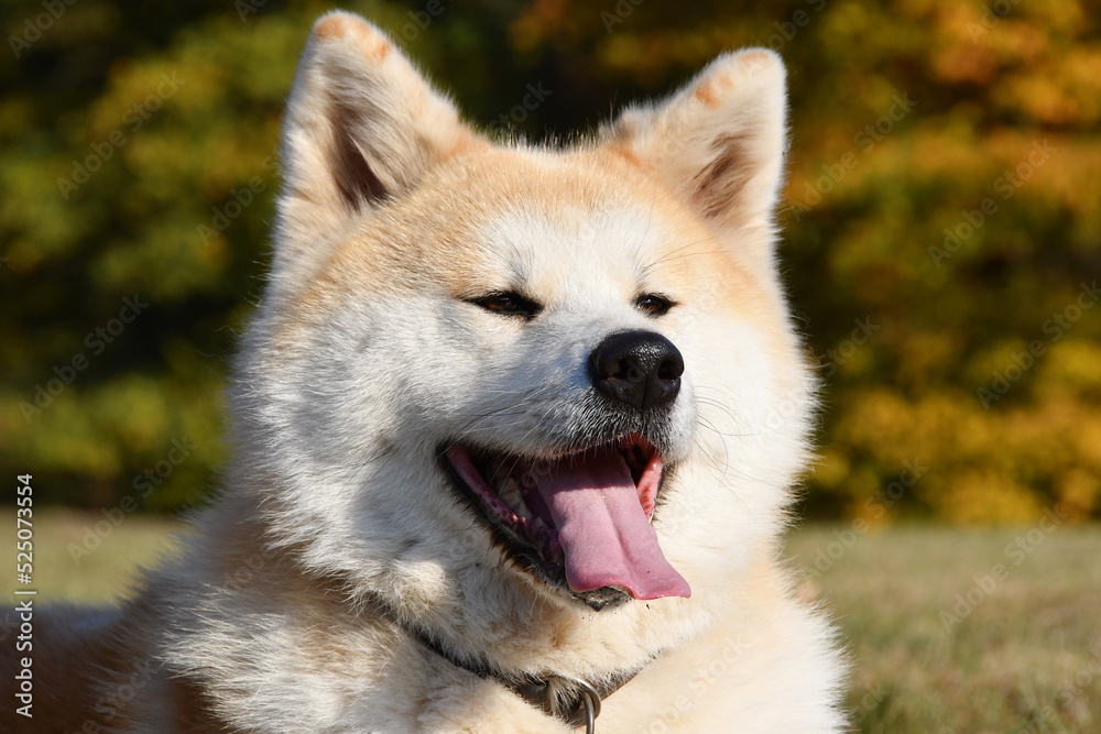 Obraz premium Akita inu