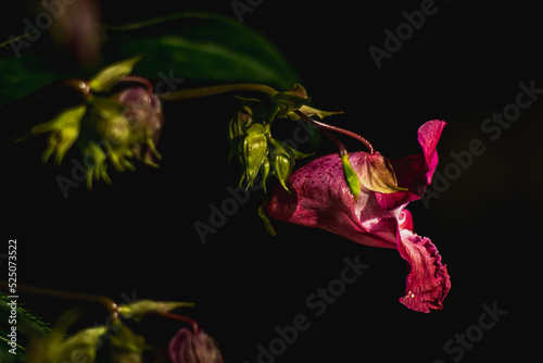 Red flower