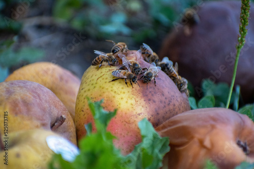 Quadro em tela abeille qui mange