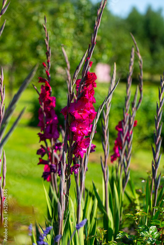 Gladiolus blossoms in garden. Purple Gladiolus flowers growing in August.