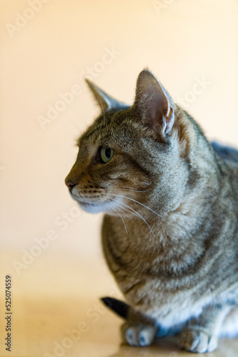 Portrait einer seltenen Kanaani Katze