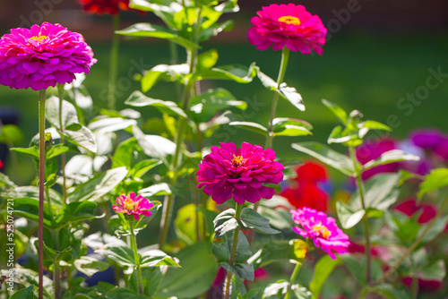 Zinnias growing in garden. Summer garden.