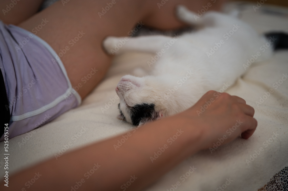 White domestic cat sleeping in bed with unrecognizable female owner, cozy ambient White domestic cat sleeping in bed with unrecognizable female owner, cozy ambient