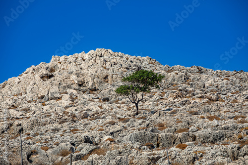 Tree on Chalki island, Greece  © klemen