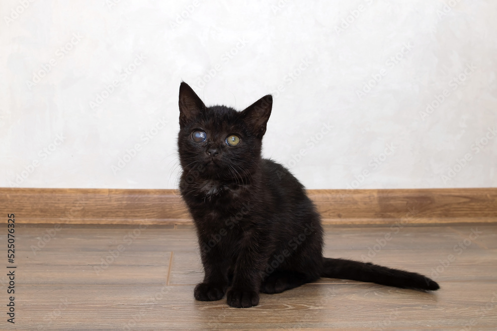 Little black kitten sitting on the floor Little black kitten sitting on the floor