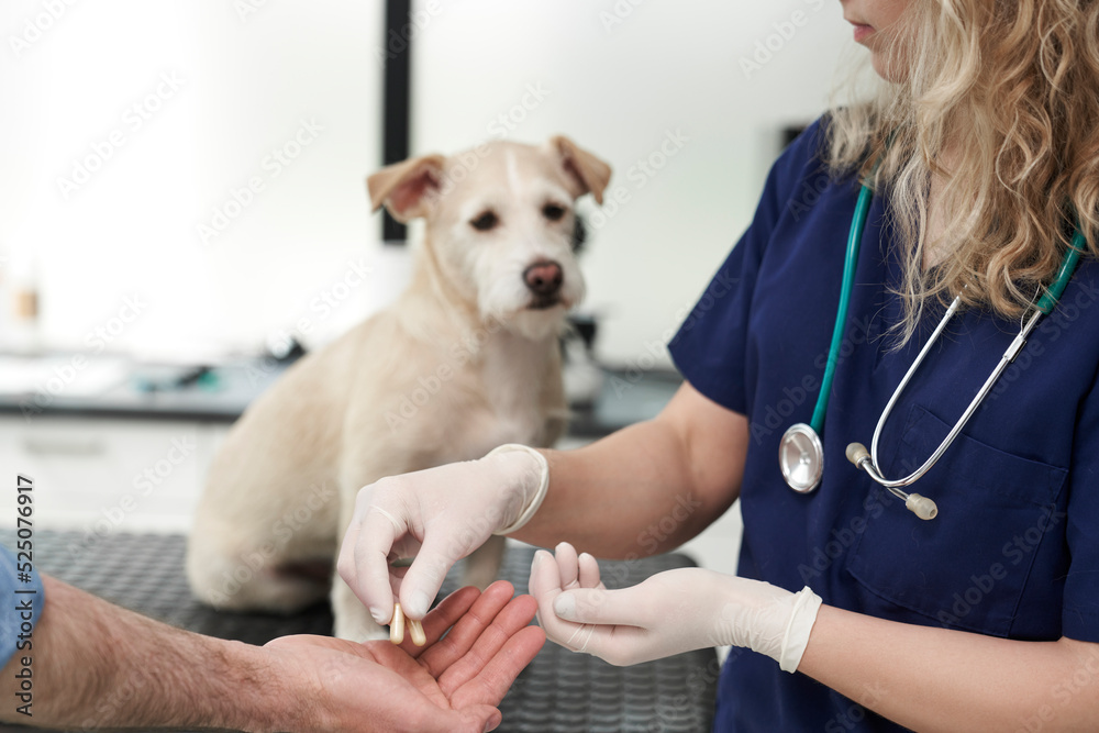 Female doctor giving medical pills for dog Female doctor giving medical pills for dog