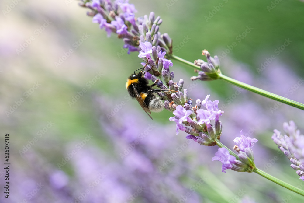 Chiens, libellules, oiseaux et autres insectes Chiens, libellules, oiseaux et autres insectes