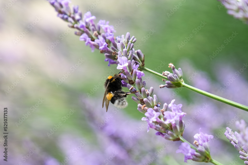 Chiens, libellules, oiseaux et autres insectes Chiens, libellules, oiseaux et autres insectes