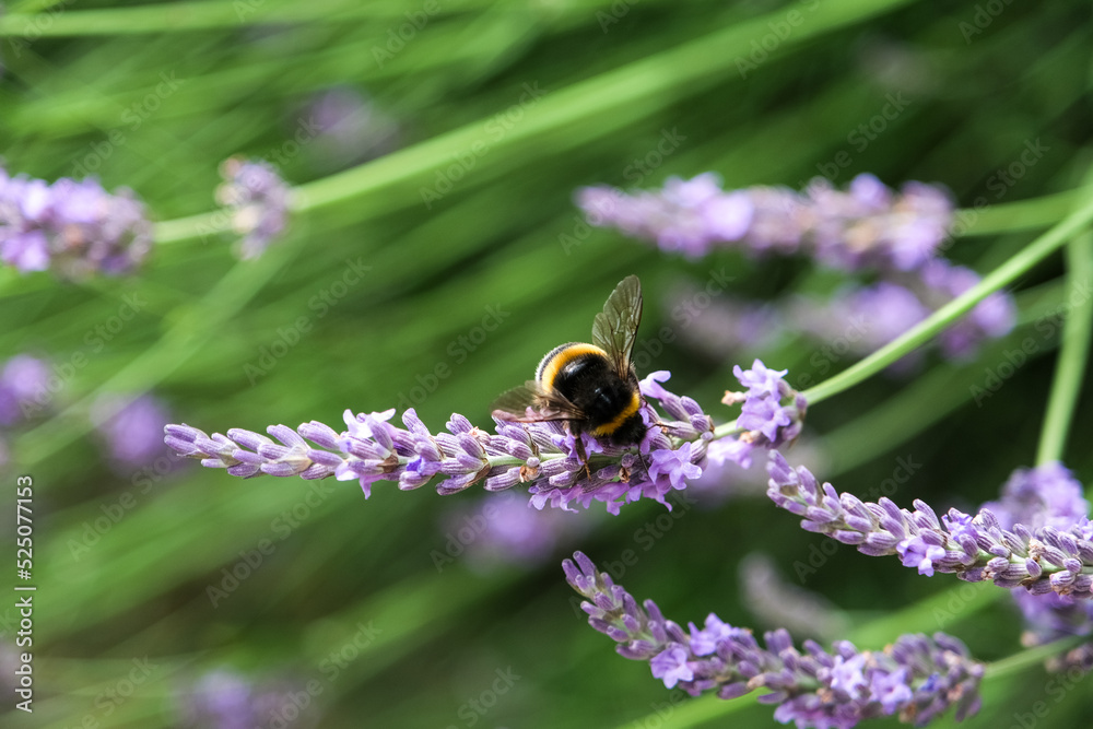 Chiens, libellules, oiseaux et autres insectes Chiens, libellules, oiseaux et autres insectes