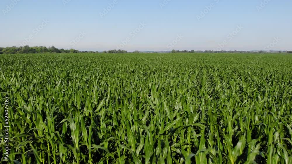 Aerial View of Corn Crops Field From Drone Point Of View Evening Sunset. Aerial, Flight Above Rural Countryside Landscape With Growing Corn Field Morning Sunset. Flight Above Cornfield. Wind Wave. Aerial View of Corn Crops Field From Drone Point Of View Evening Sunset. Aerial, Flight Above Rural Countryside Landscape With Growing Corn Field Morning Sunset. Flight Above Cornfield. Wind Wave.