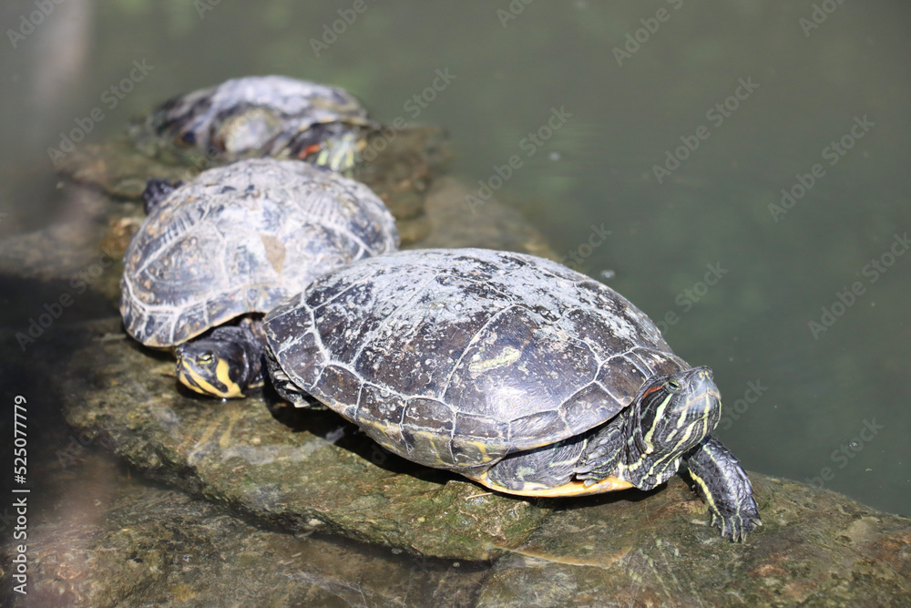 As the sun beats down on the calm waters of the pond, the water turtles bask in the warm light, their hard shells soaking up the heat. Suddenly, they slip beneath the surface. As the sun beats down on the calm waters of the pond, the water turtles bask in the warm light, their hard shells soaking up the heat. Suddenly, they slip beneath the surface.
