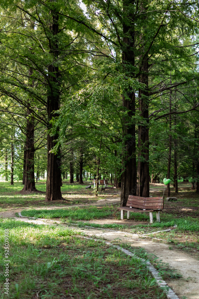 An empty bench in the metasequoia forest. An empty bench in the metasequoia forest.