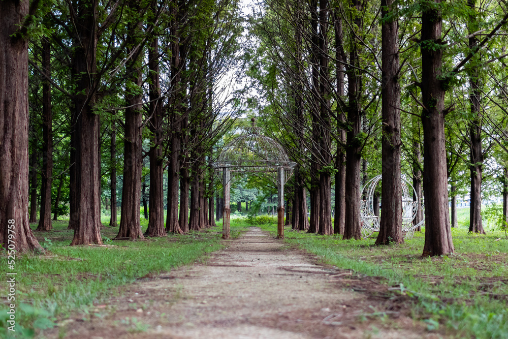 Fototapeta premium A quiet midsummer metasequoia forest.