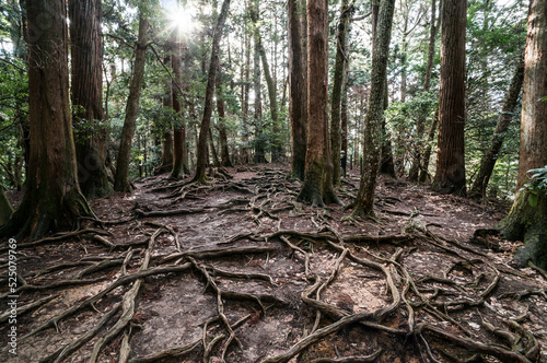 京都の鞍馬山にある木の根道