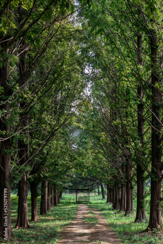 Sunlight shining through the metasequoia forest.