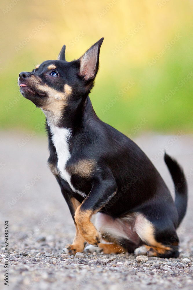cute chihuahua with lifted paw and blep