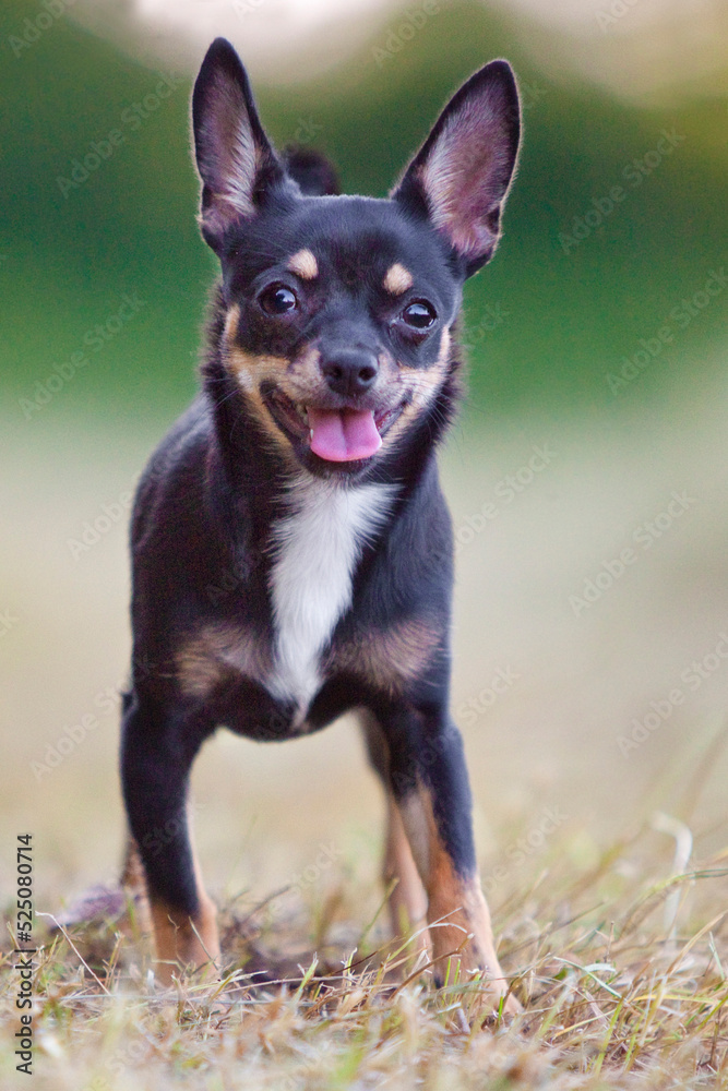 chihuahua standing in nature with tongue out chihuahua standing in nature with tongue out