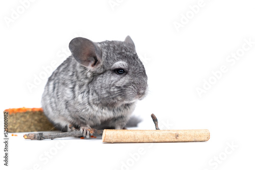 light grey baby chinchilla, chinchilla eating, chinchilla on white background, chinchilla food photo