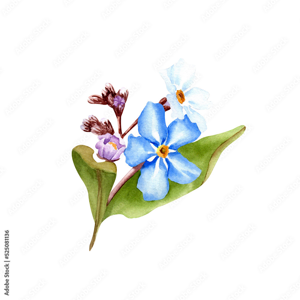 Fototapeta premium Forget me not flower branch watercolor illustration. Isolated on white background.
