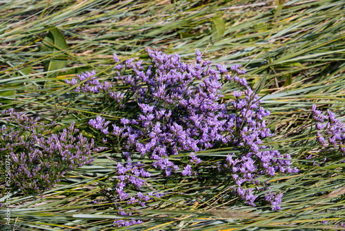 Common sea lavender also called Limonium vulgare or Strandflieder