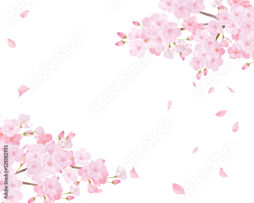 光差し込む美しく華やかな満開の薄いピンク色の桜の花ー花びら舞い散る幻想的な白バックフレーム背景素材