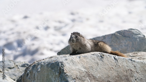 Marmot, Whistler, Canada