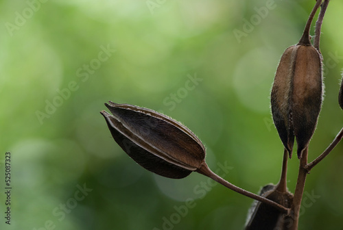 Abelmosk or Abelmoschus moschatus dried fruits on nature background. photo