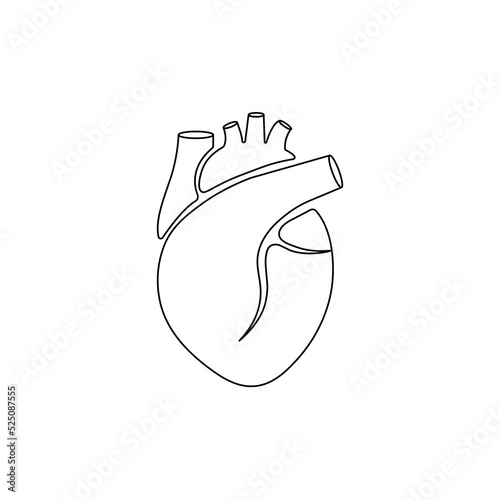 The contours of the human heart. The topic of anatomy and heart health.