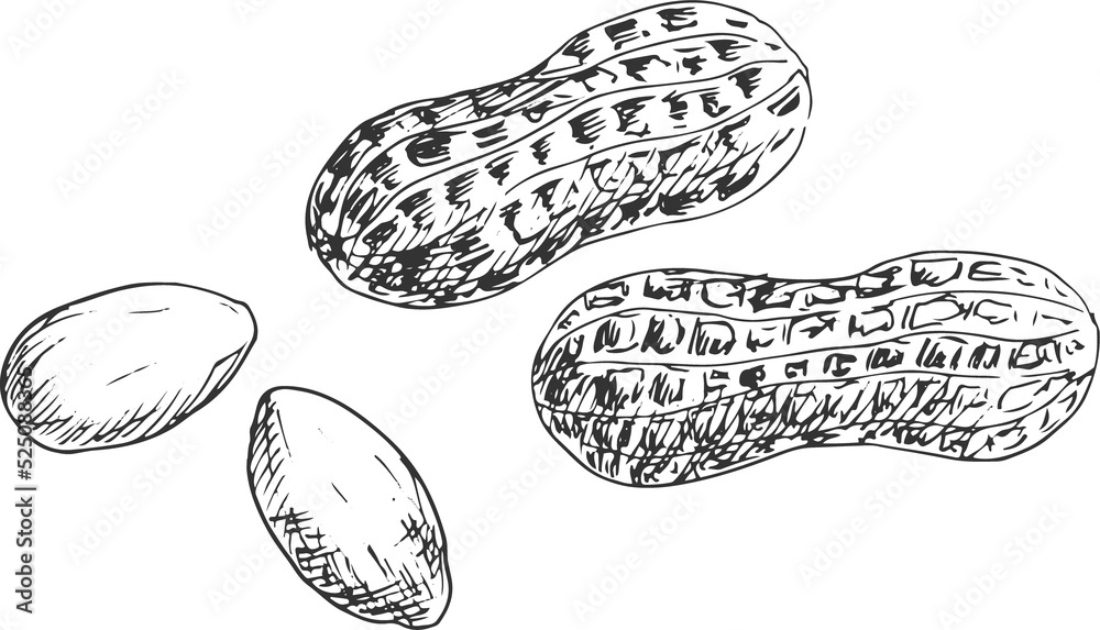 Groundnut and peanut in shell and kernels isolated Groundnut and peanut in shell and kernels isolated